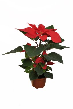 Poinsettias clipart