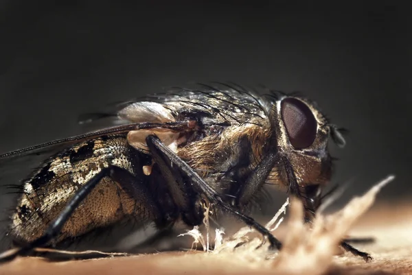 Μακροεντολή μύγα — Φωτογραφία Αρχείου
