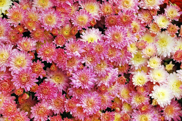 stock image Chrysanthemum