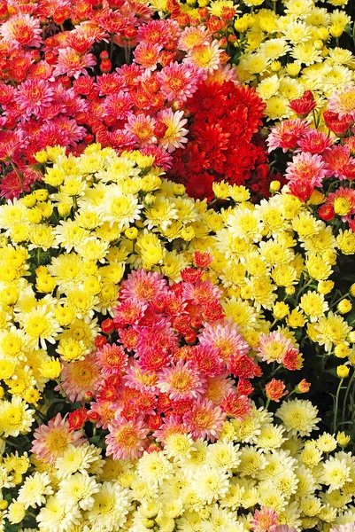 Хризантеми — стокове фото