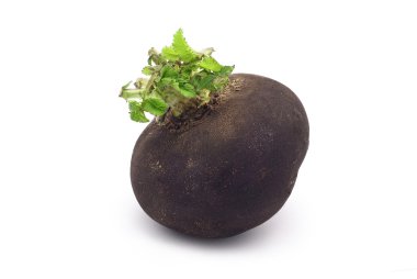 Black radish clipart