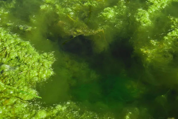 Algas de estanque — Foto de Stock