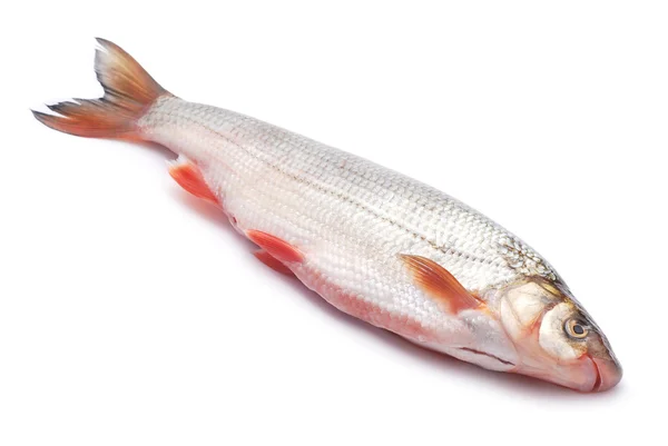 Nase fish — Stock Photo, Image