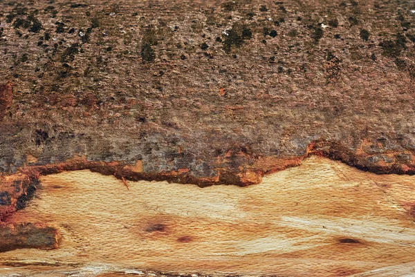 Log texture — Stock Photo, Image
