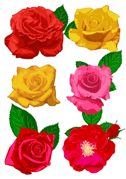Цветение роз Лицензионные Стоковые Векторы