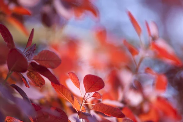 Blurry Leaves Background — Stock Photo, Image