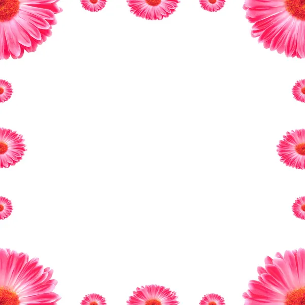 stock image Frame Pink Gerbera Flowers