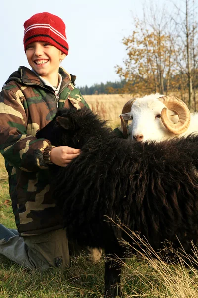 Мальчик и овцы — стоковое фото