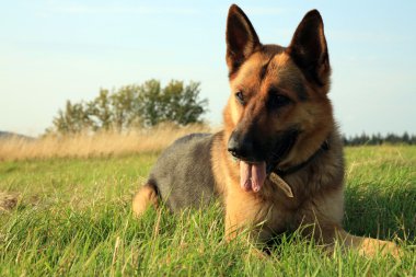 Alsatian köpek