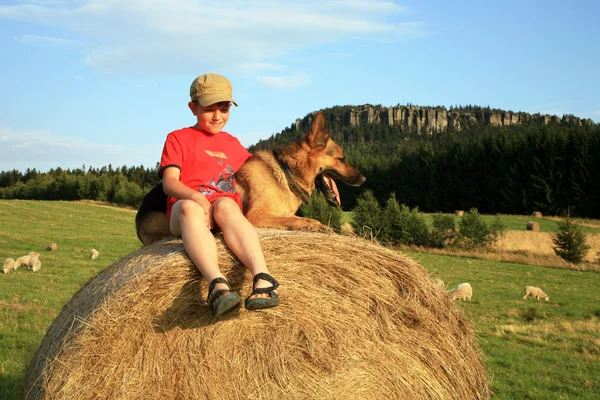 Teenage boy with dog on the meadow by sunset during summer holidays Royalty Free Stock Images