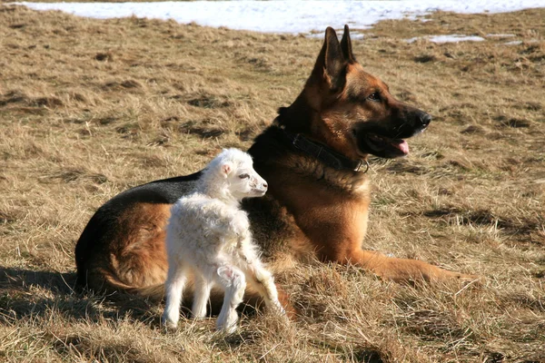 Köpek ve kuzu — Stok fotoğraf
