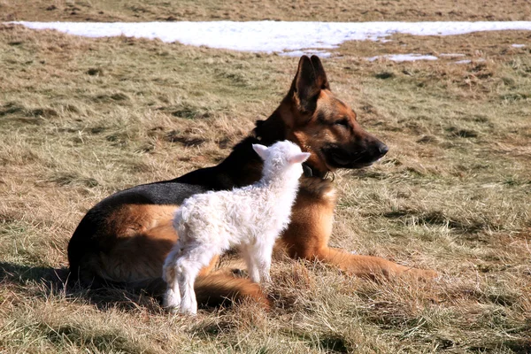 Cão e cordeiro — Fotografia de Stock