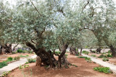 Garden of Gethsemane.Jerusalem clipart