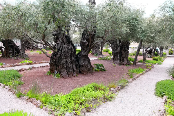 Древнее оливковое дерево в Гефсиманском саду в Иерусалиме — стоковое фото