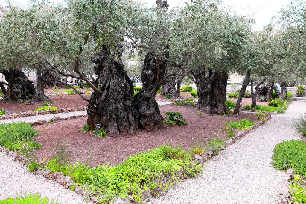 The ancient olive tree in Gethsemane Garden in Jerusalem
