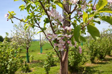 Apple Orchard clipart