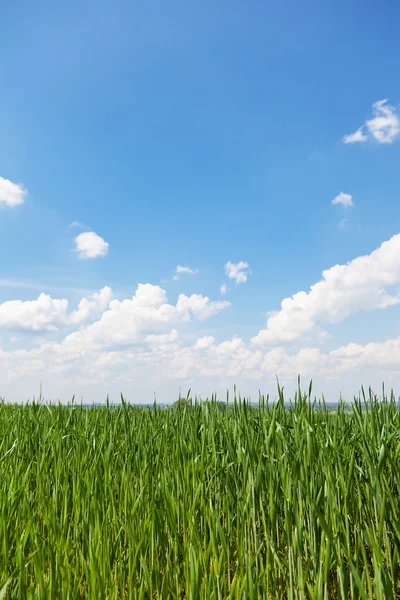 Spring wheat field — Stock Photo, Image
