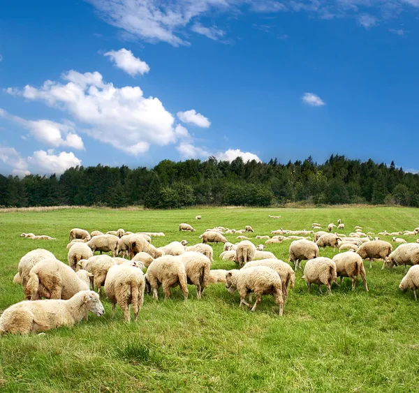 Hjorden av får — Stockfoto