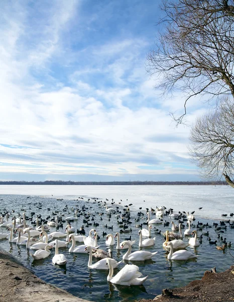 Лебеді на озері — стокове фото