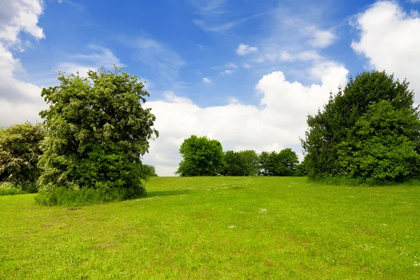 Zielona trawa, drzewa i pochmurne niebo — Zdjęcie stockowe