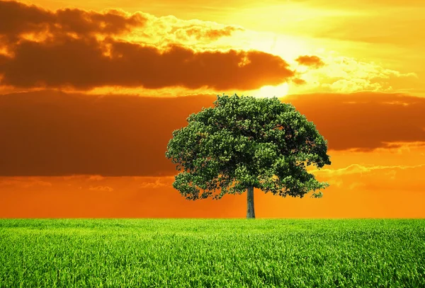 Chêne dans le champ et le ciel orange — Photo