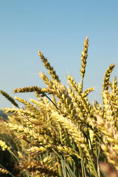 En eng av gyllen hvete og blå himmel – stockfoto