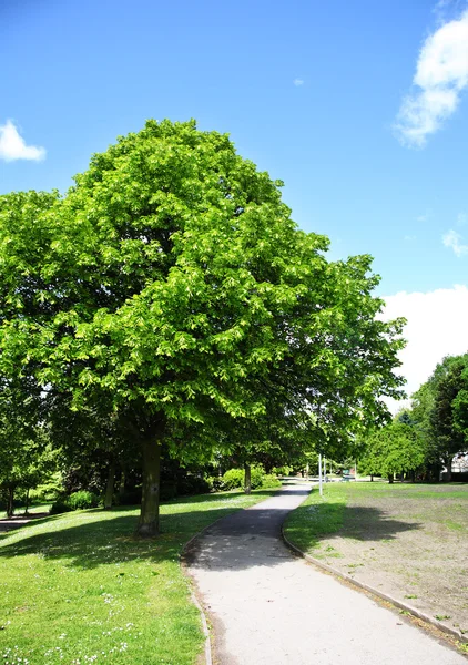 Zelený strom v parku — Stock fotografie