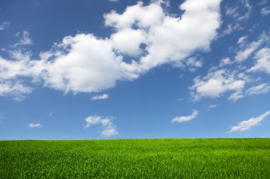 Field on a background of the blue sky clipart