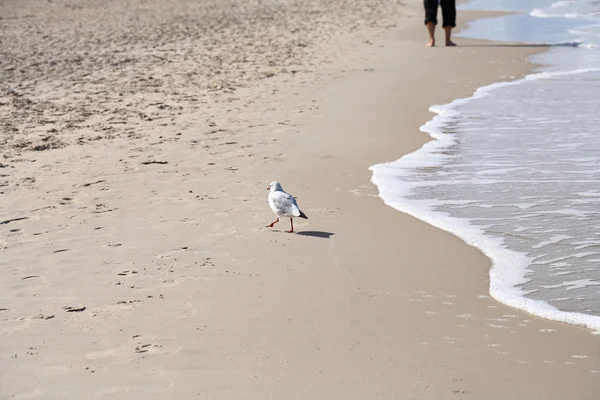 Небольшая волна воды на чистом песчаном пляже — стоковое фото