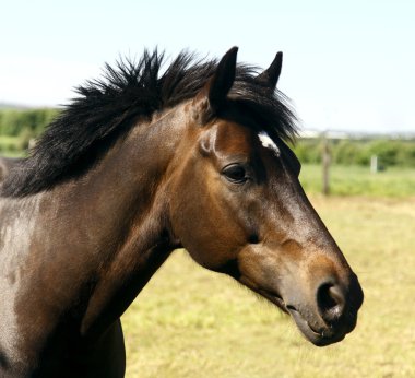 Horse portrait clipart