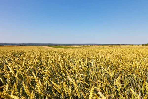 Yaz buğday alanı — Stok fotoğraf
