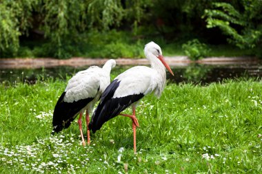 White stork and green nature clipart