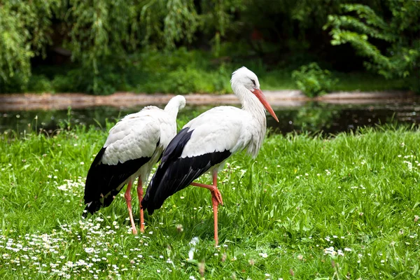 Cigüeña blanca y naturaleza verde — Foto de Stock