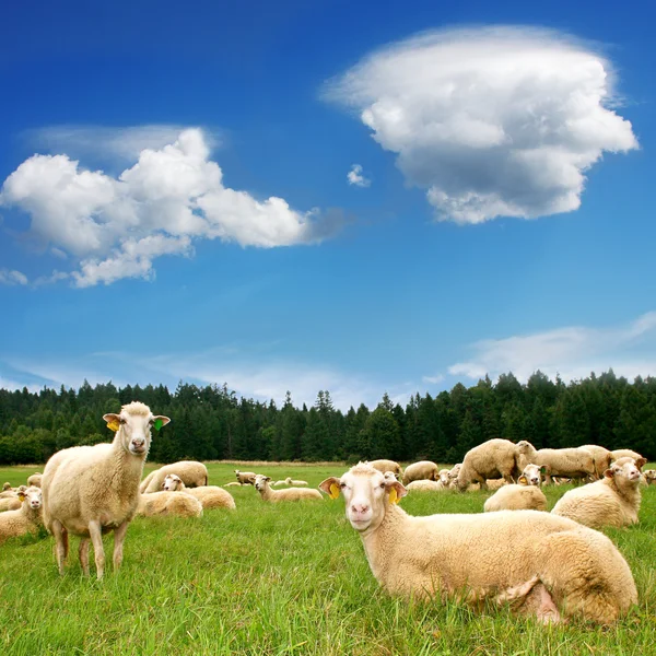 Ovelhas de rebanho em prado de montanha bonito — Fotografia de Stock