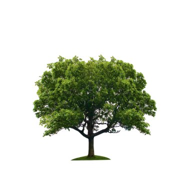 Tree isolated against a white background clipart