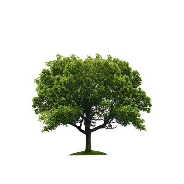 Baum isoliert vor weißem Hintergrund — Stockfoto