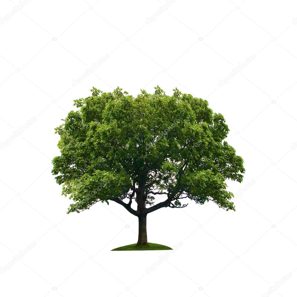 Tree isolated against a white background