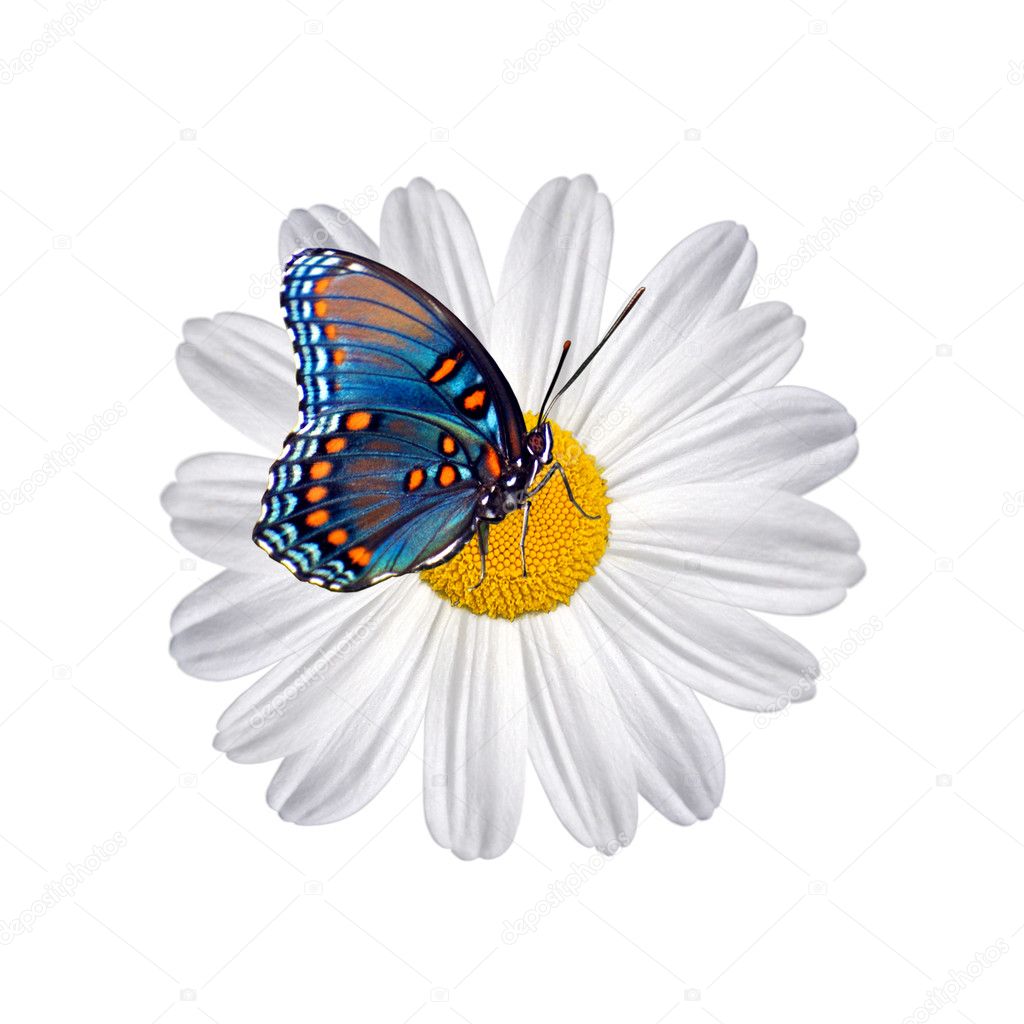 Butterfly on daisy flower