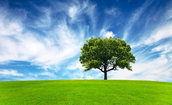 Grönt fält, träd och blå himmel — Stockfoto