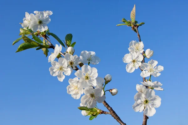 Цветы яблони на голубом фоне неба — стоковое фото