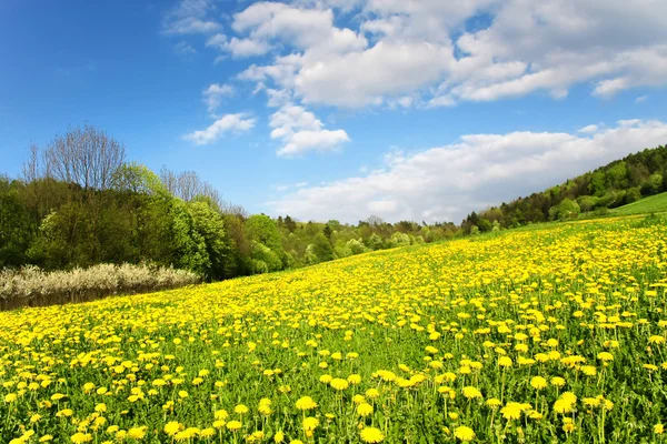 Schöne Frühlingslandschaft mit Löwenzahnwiese — Stockfoto