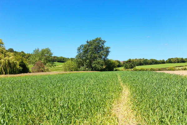 英国乡村风景，有树木、田野、蓝天 — 图库照片