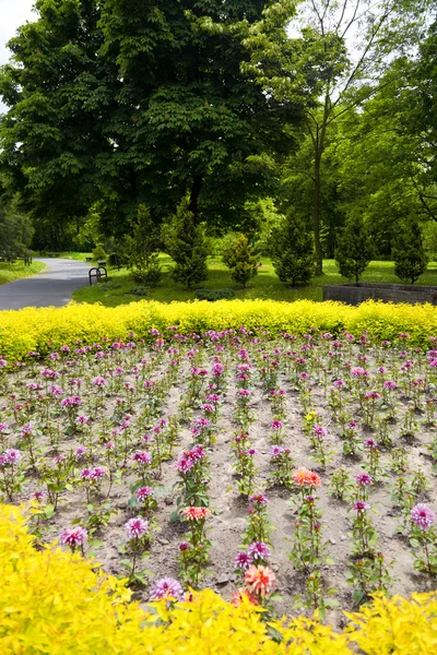 Цветочная кровать перед весенним парком — стоковое фото
