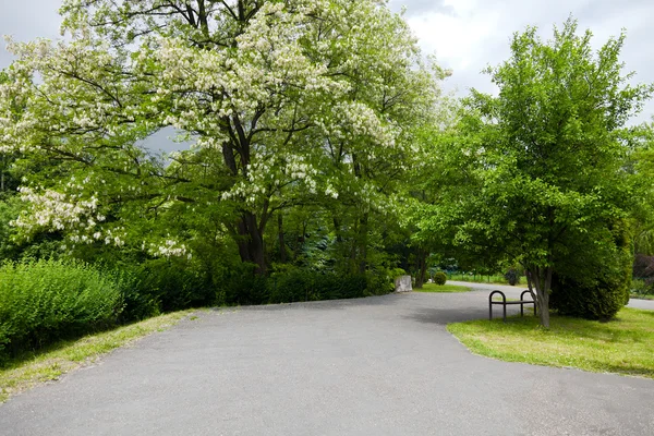 Alley in the spring park — Stock Photo, Image