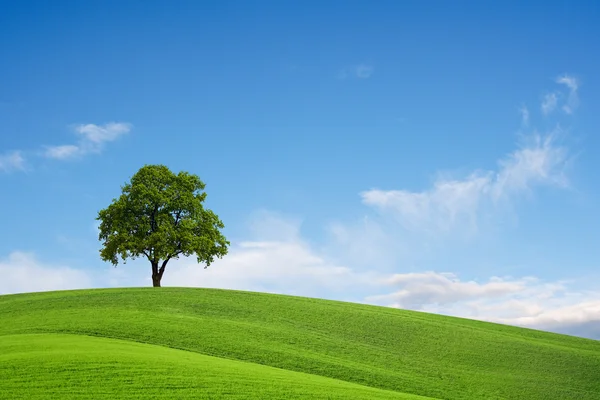 Pole, drzewo i błękitne niebo — Zdjęcie stockowe
