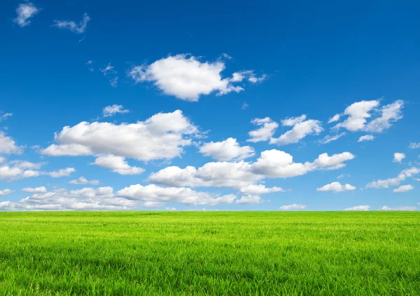 Veld op een achtergrond van de blauwe lucht — Stockfoto