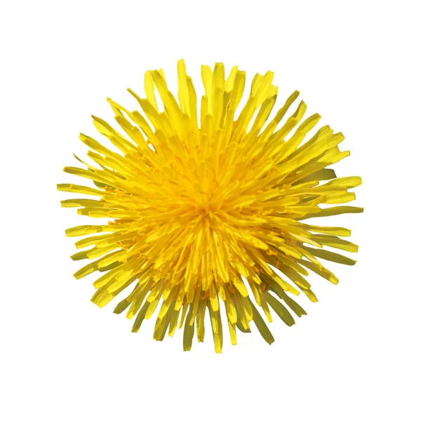 stock image Yellow dandelion isolated on white background