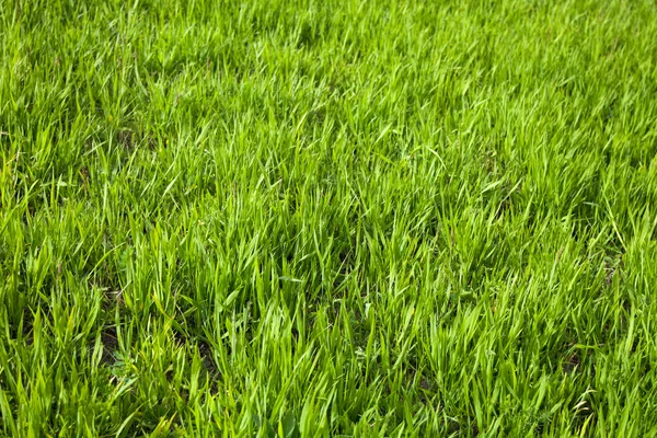 Yeşil çimenli alan — Stok fotoğraf