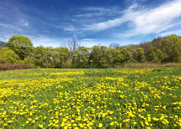 Spring shot with a dandelion meadow — Stock Photo, Image