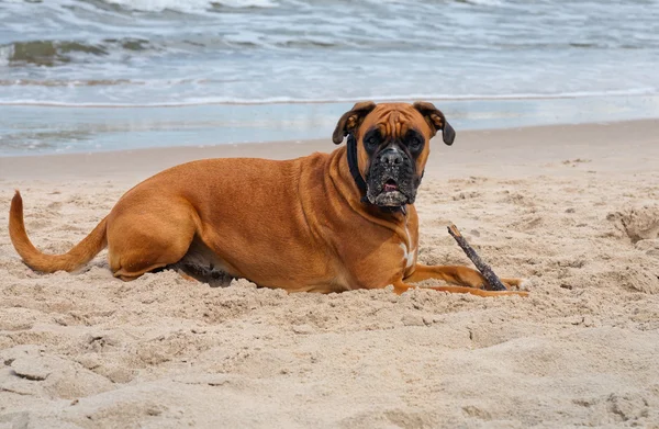 Perro en la playa —  Fotos de Stock